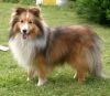 sheltie_nahled web